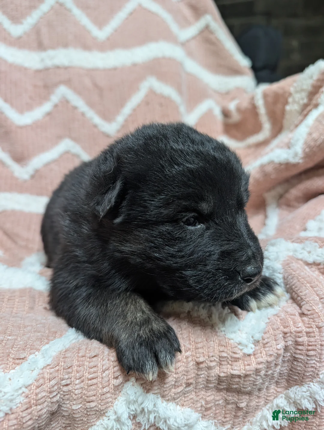 Gerberian Shepsky dogs for sale: Callie  - Ad 1