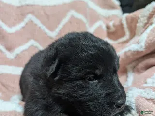 Gerberian Shepsky dogs Callie - Ad 7