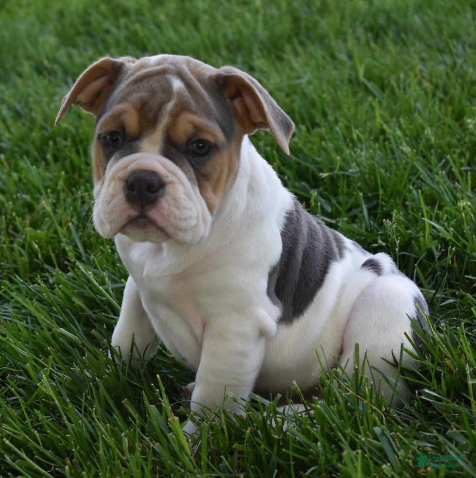 Beabull dogs Molly - Ad 1