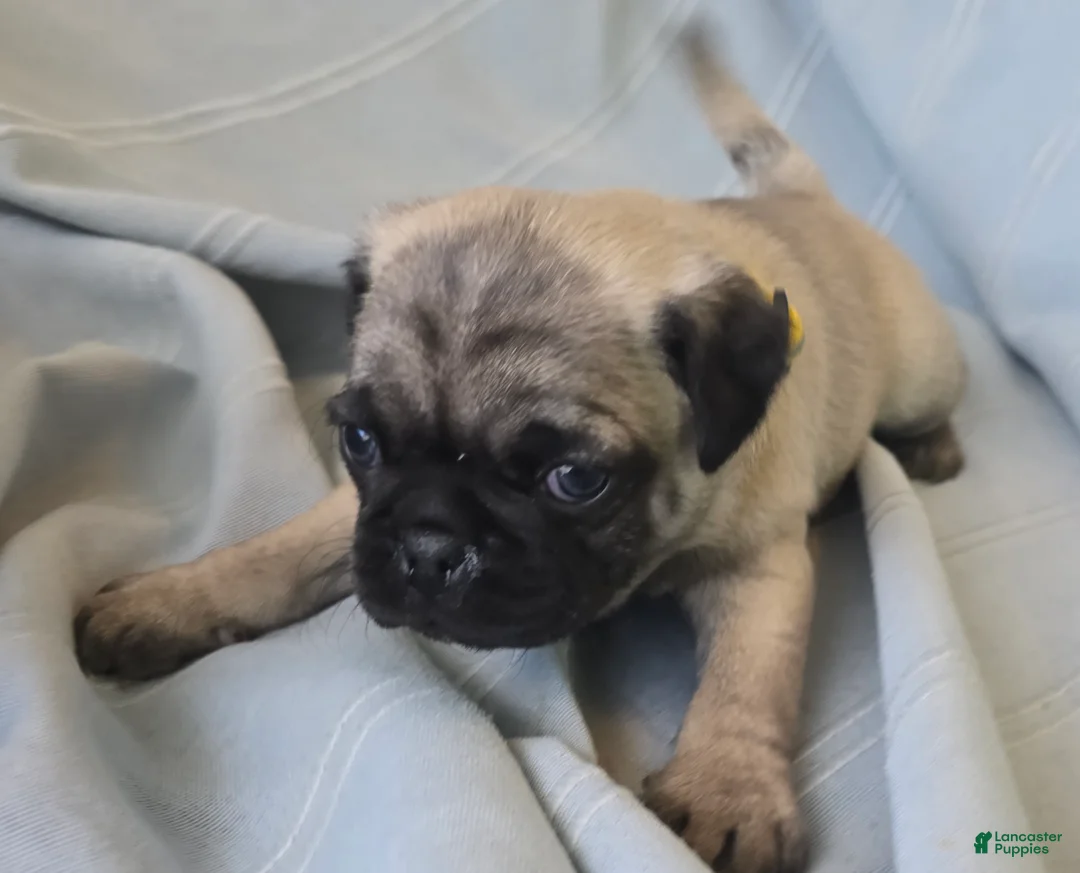 Pug dogs for sale: Daniel - Ad 6