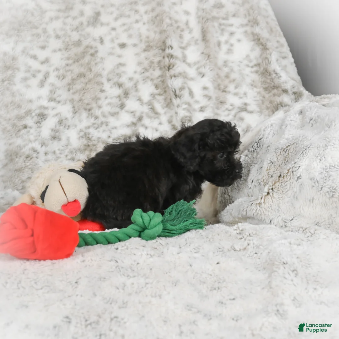 Cavapoo dogs for sale: Toby - Ad 3