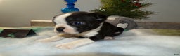 Boston Terrier dogs for sale: Boston Terrier Puppy 4 Dana - Ad 2