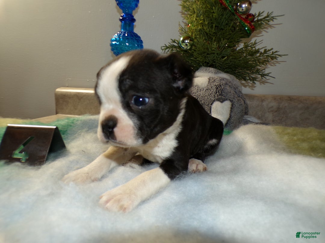 Boston Terrier dogs for sale: Boston Terrier Puppy 4 Dana - Ad 2