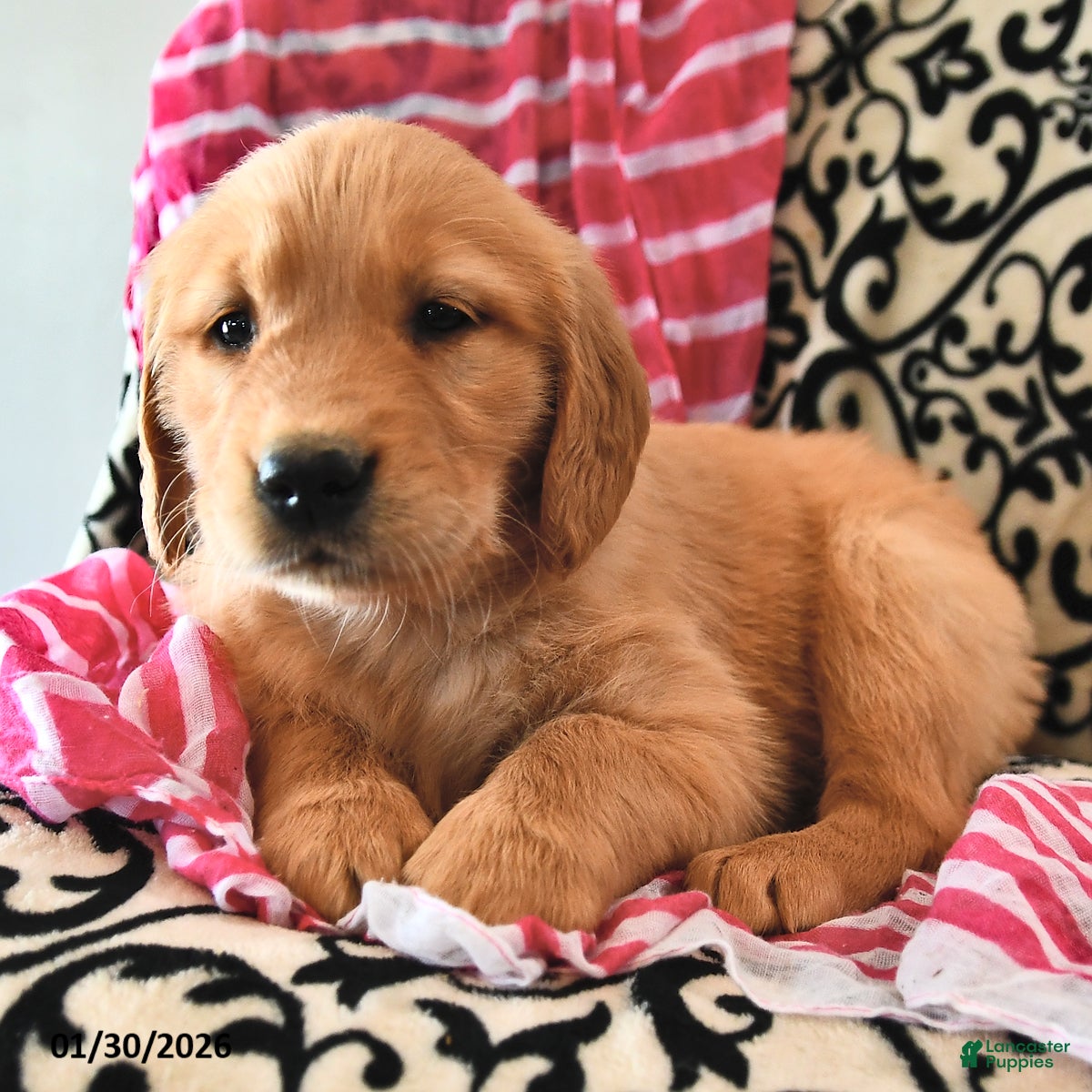 Golden Retriever dogs Sweetheart - Ad 2