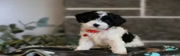 Cavapoo dogs for sale: Dakota - Ad 7