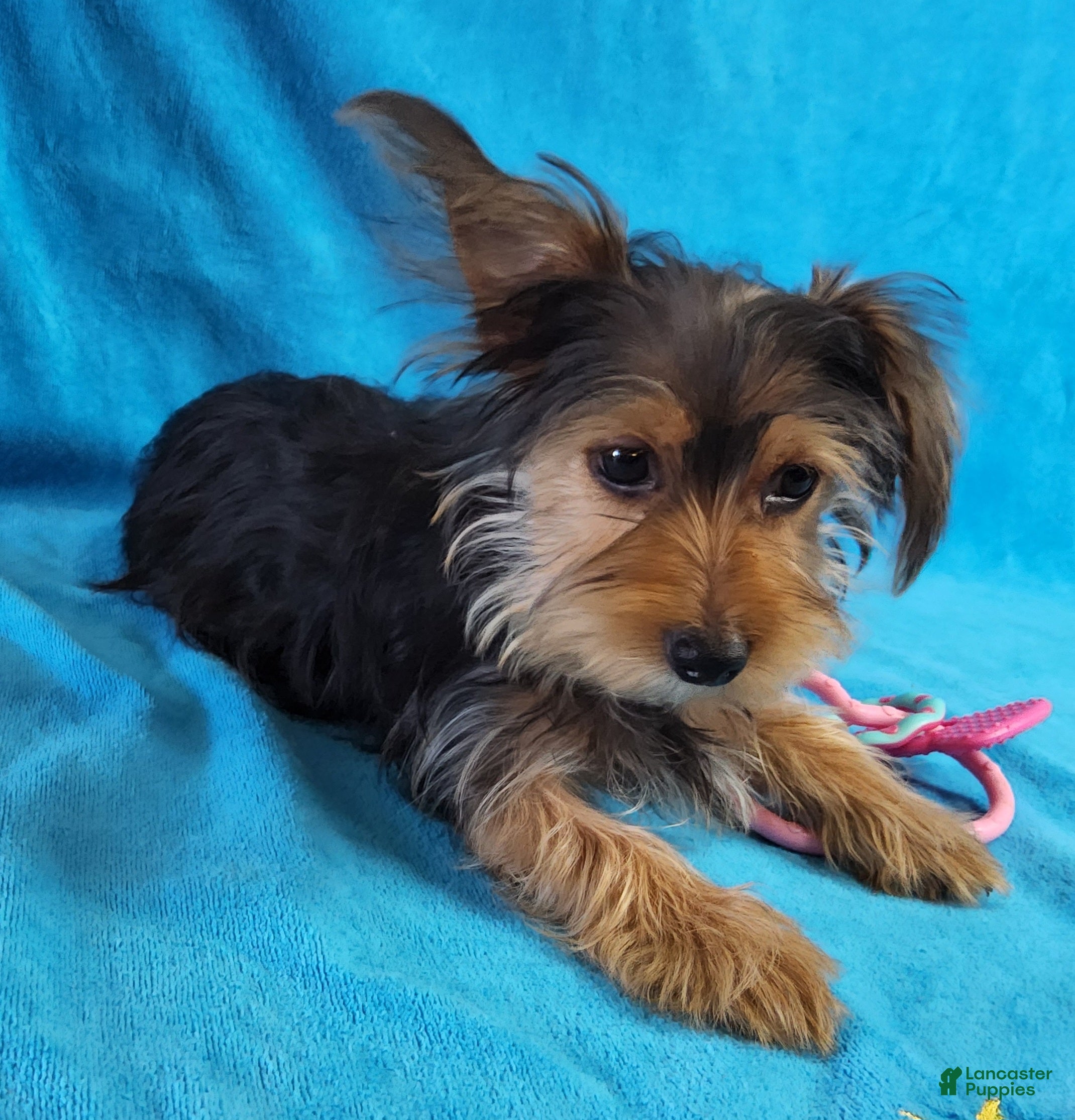 Yorkshire Terrier dogs Duramax Zidan - Ad 2