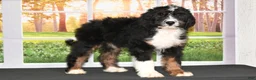 Bernedoodle dogs for sale: Dora Bernedoodle 6 - Ad 2