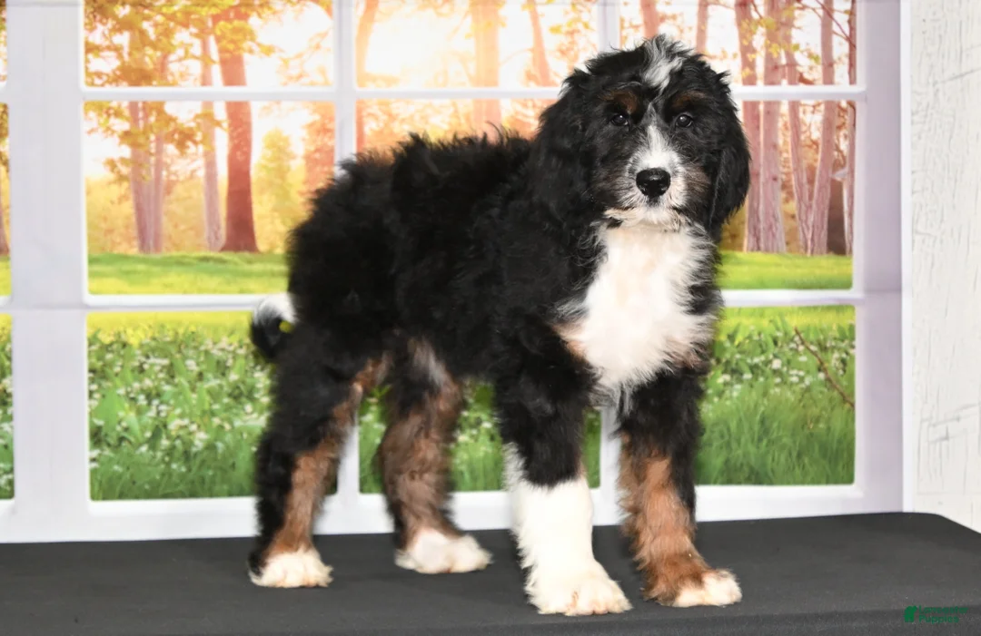 Bernedoodle dogs for sale: Dora Bernedoodle 6 - Ad 2