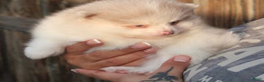 Pomeranian Puppy 2