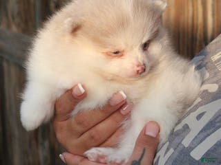 Pomeranian dogs Pomeranian Puppy 2 - Ad 23