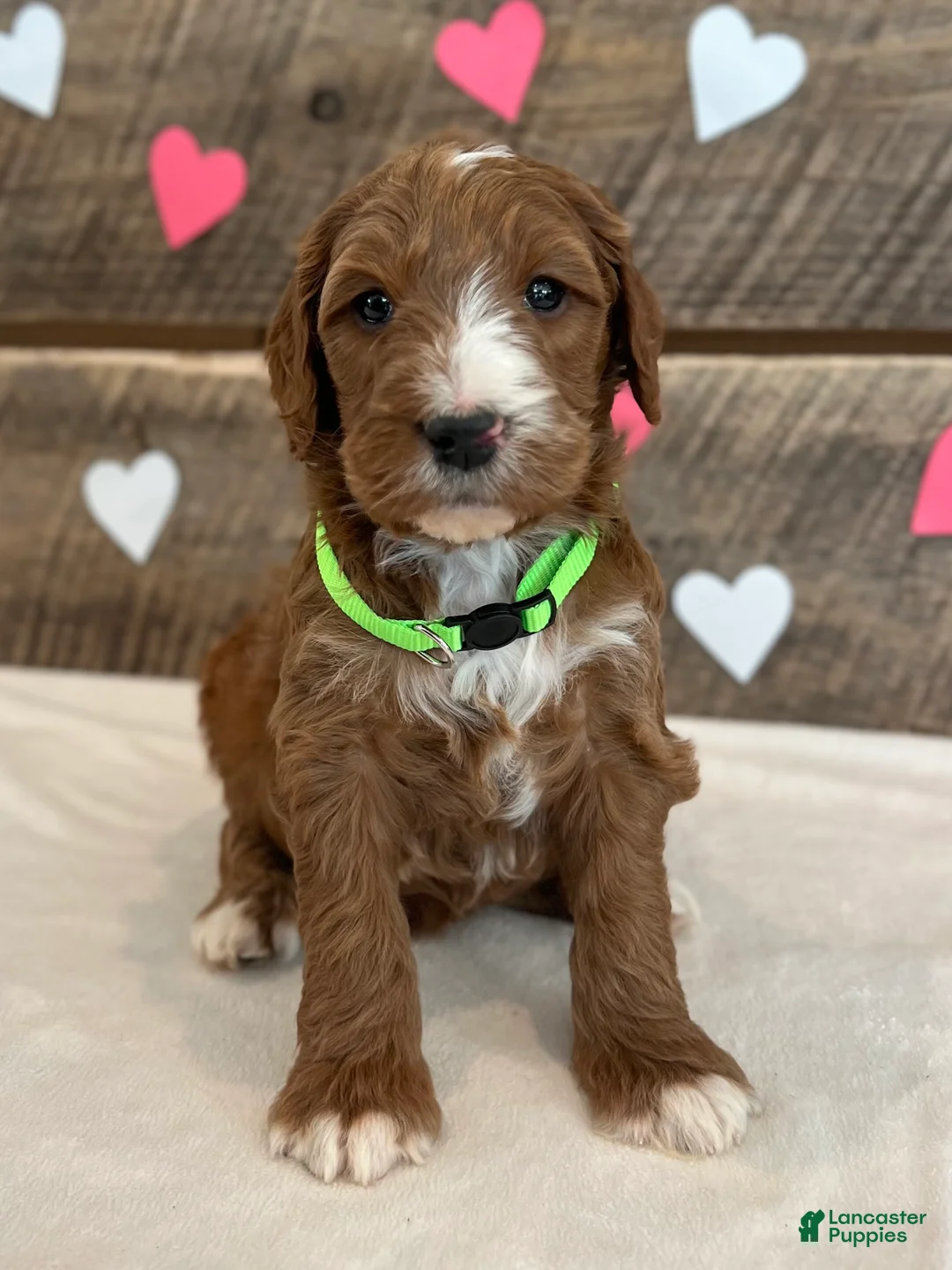 Irish Doodle dogs for sale: Theodore - Ad 9