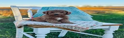 Mini Goldendoodle dogs for sale: Luna - Ad 17