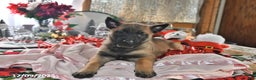 Belgian Malinois dogs for sale: Scarlet - Ad 3