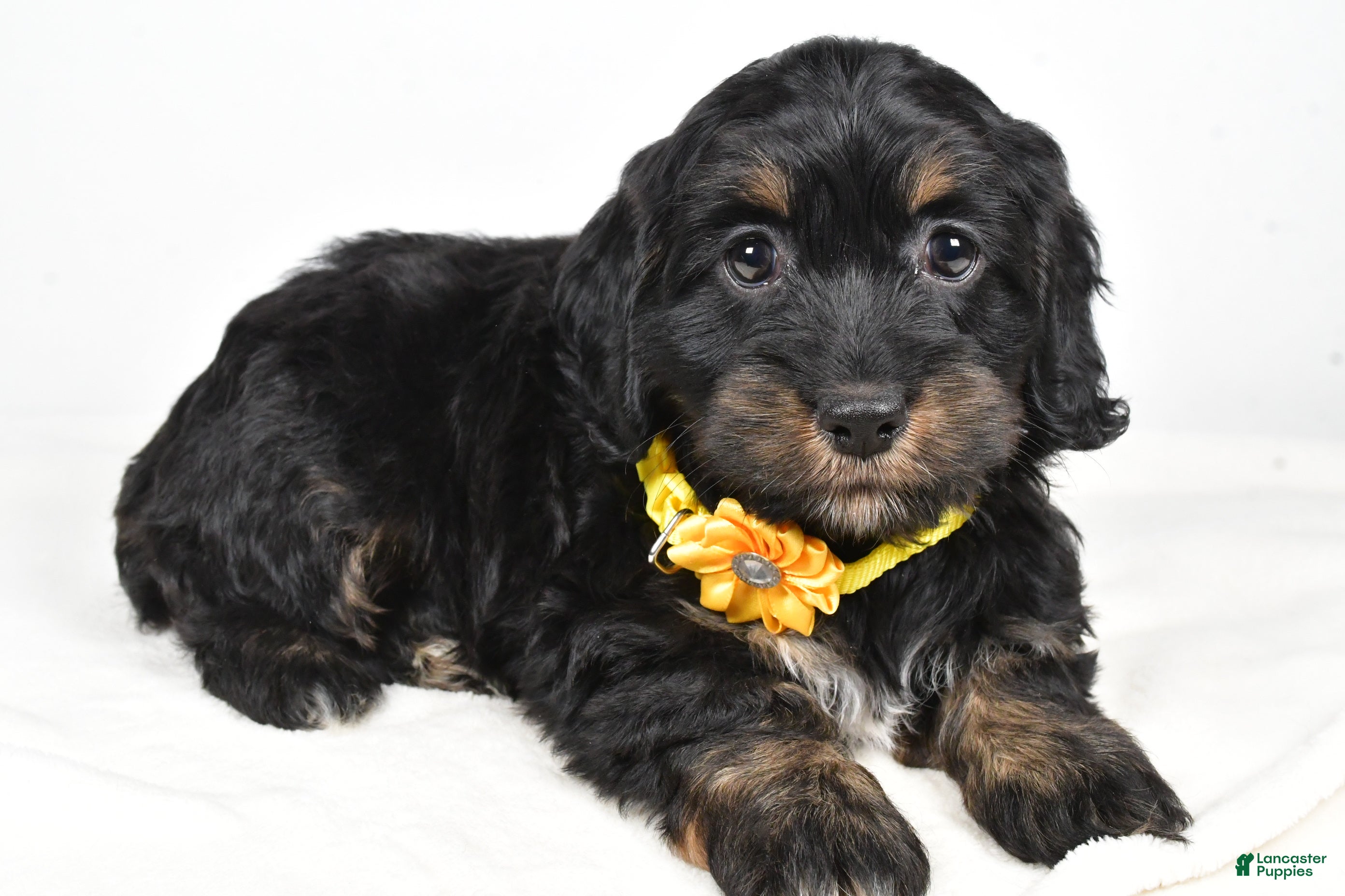 Cockapoo dogs Cupcake - Ad 16