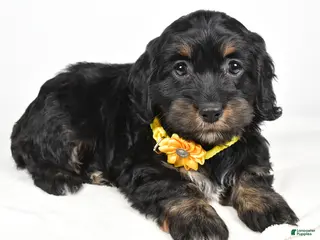 Cockapoo dogs Cupcake - Ad 35