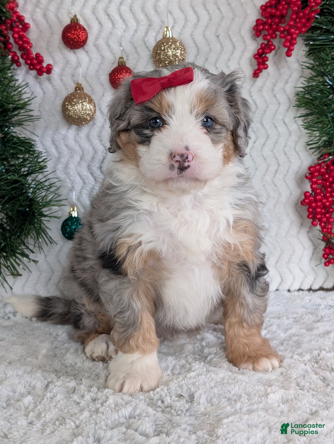 Mini Bernedoodle dogs for sale: Mini Pippa  - Ad 12