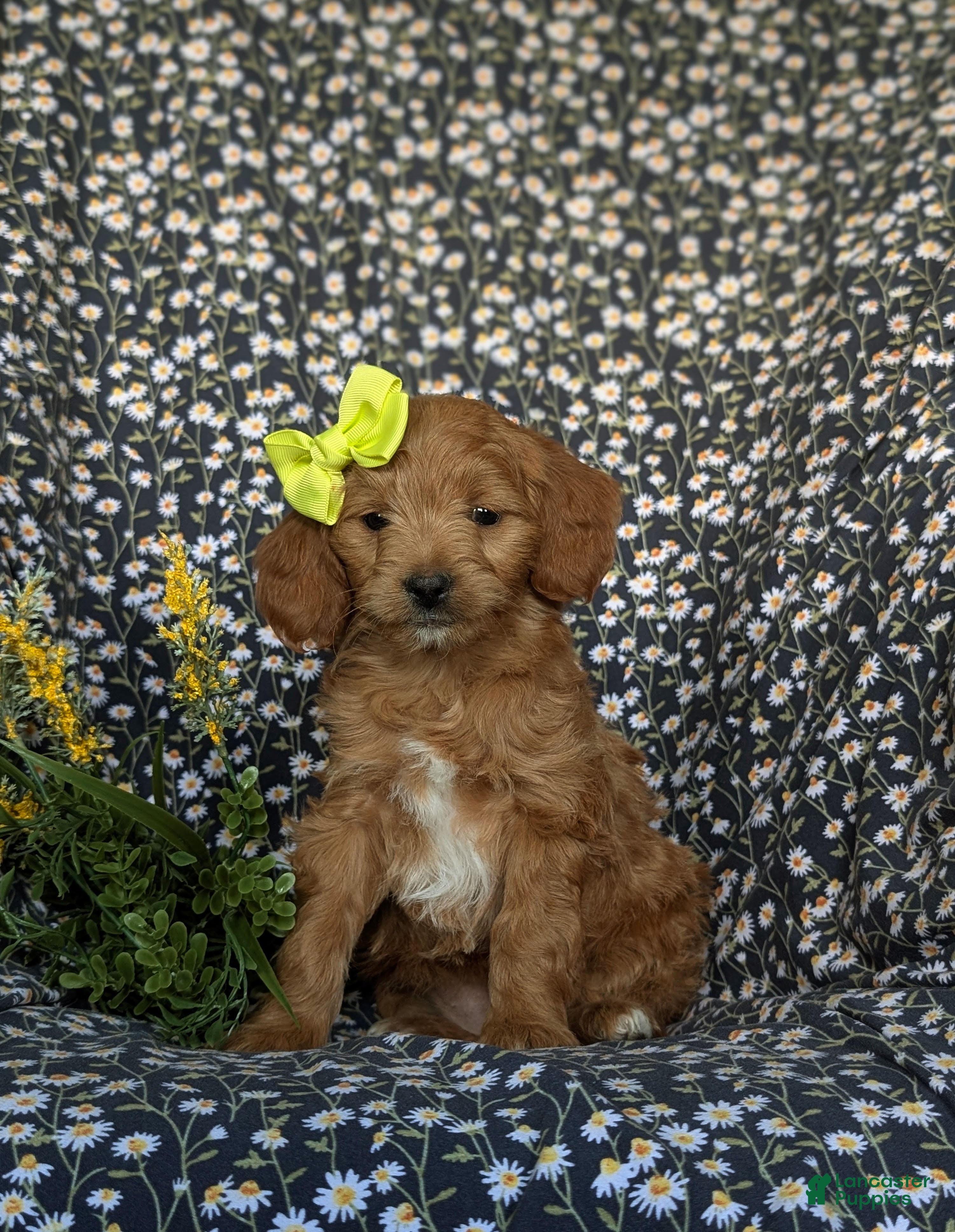 Mini Goldendoodle dogs for sale: Belinda Hypoallergenic - Ad 1