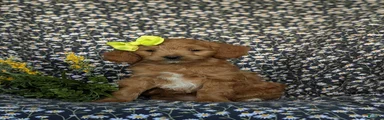 Belinda Hypoallergenic