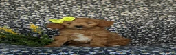 Mini Goldendoodle dogs for sale: Belinda Hypoallergenic - Ad 1