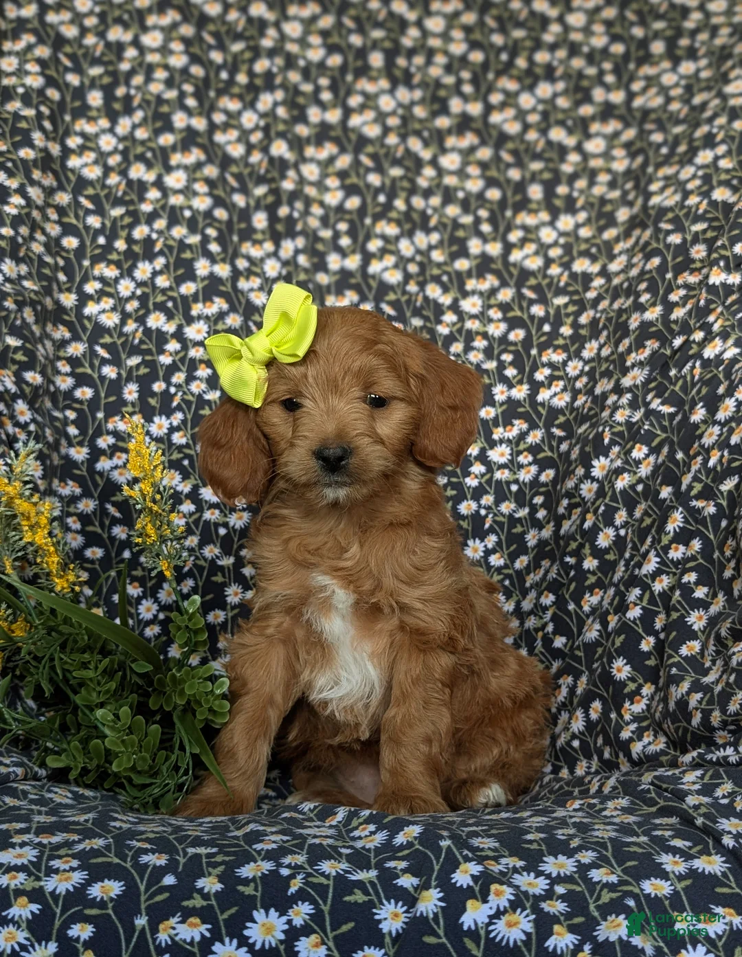 Mini Goldendoodle dogs for sale: Belinda Hypoallergenic - Ad 1