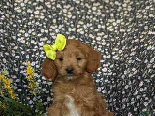 Mini Goldendoodle dogs for sale: Belinda Hypoallergenic - Ad 1
