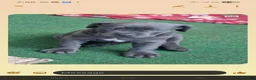 Cane Corso dogs for sale: Cane Corso 6 - Ad 6