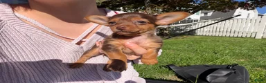 Dorkie 3