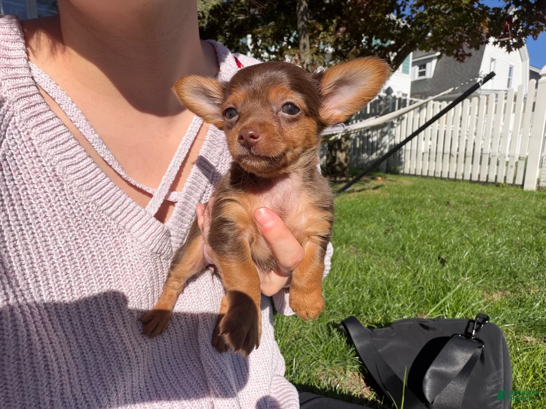 Dorkie dogs for sale: Dorkie 3 - Ad 1