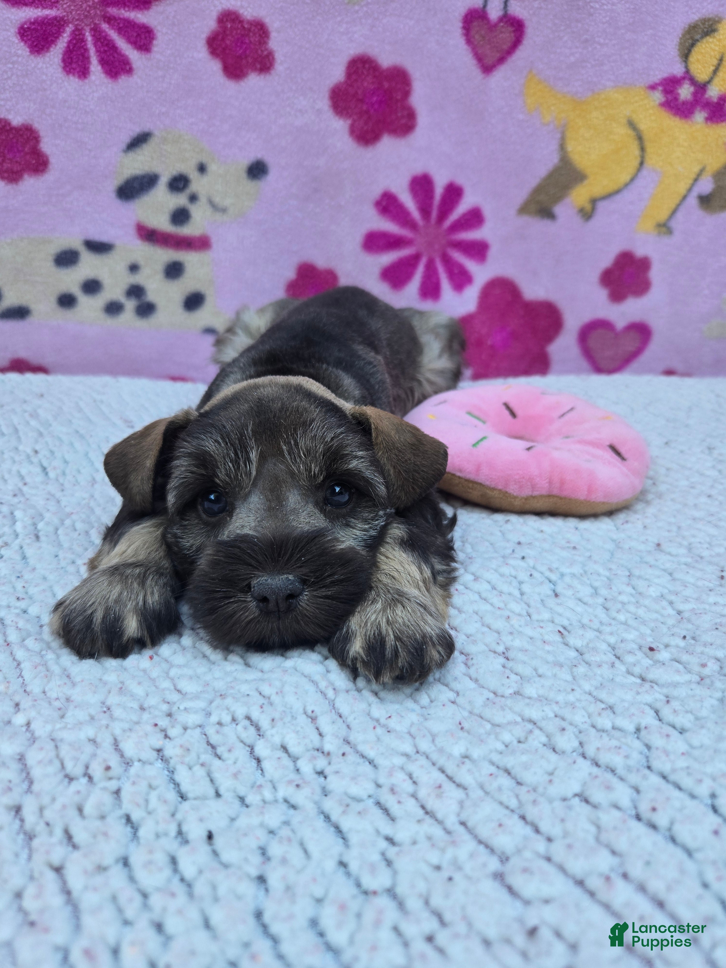 Miniature Schnauzer dogs Snickers - Ad 42