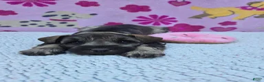Snickers