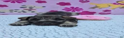 Miniature Schnauzer dogs for sale: Snickers - Ad 1