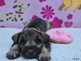 Miniature Schnauzer dogs Snickers - Ad 14