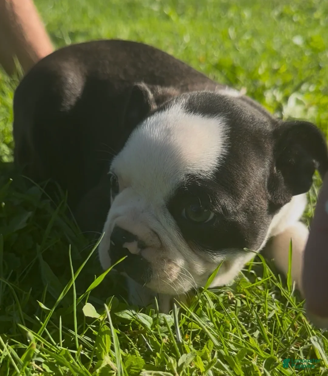 Boston Terrier dogs for sale: Chunk - Ad 2