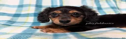 Miniature Dachshund dogs for sale: Black and Tan Long Haired Male AKC  - Ad 5