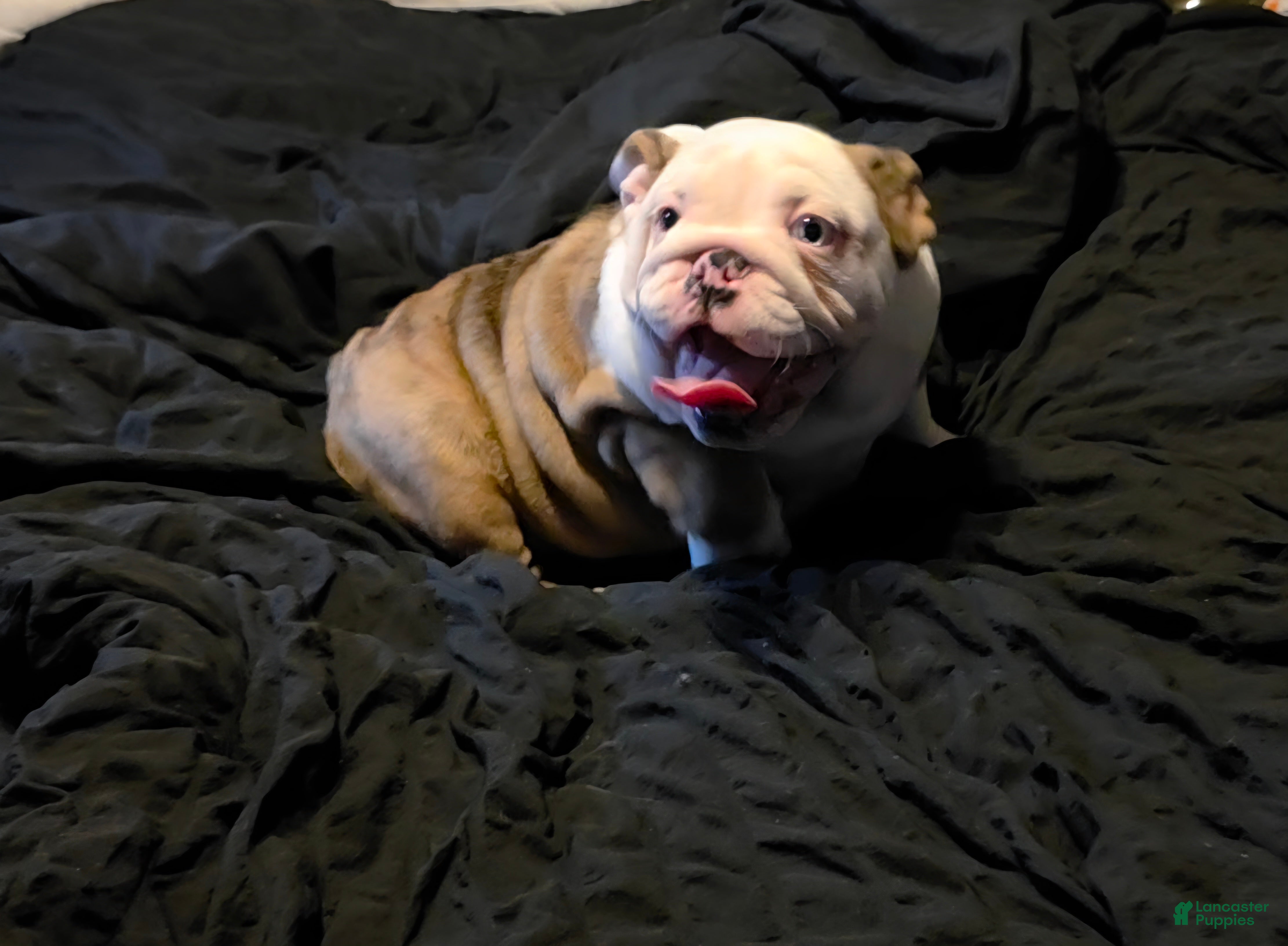 English Bulldog dogs Merle Female - Ad 1