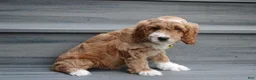 Cockapoo dogs for sale: Luka - Ad 2