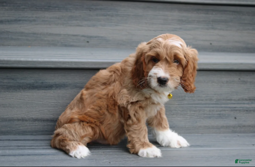 Cockapoo dogs for sale: Luka - Ad 2