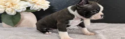 Boston Terrier dogs for sale: Macy - Ad 9