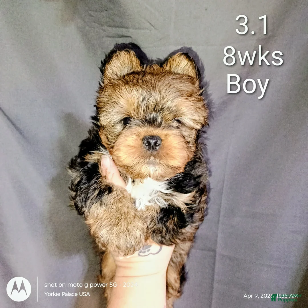 Yorkshire Terrier dogs for sale: Yorkshire Terrier Puppy 2 - Ad 1