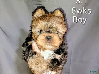 Yorkshire Terrier dogs Yorkshire Terrier Puppy 2 - Ad 18