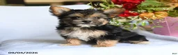 Morkie dogs for sale: May  - Ad 3