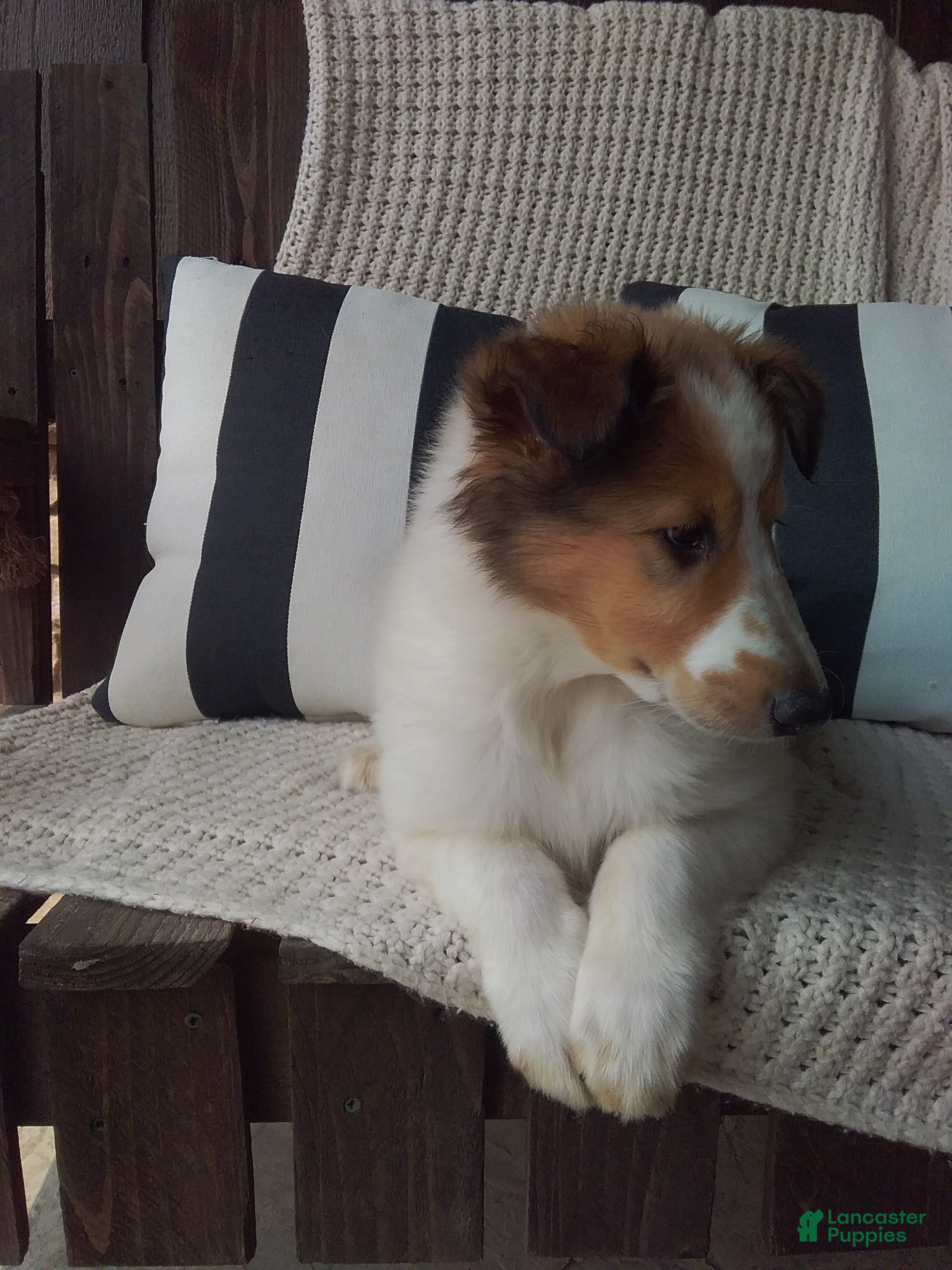Collie dogs Millie - Ad 2