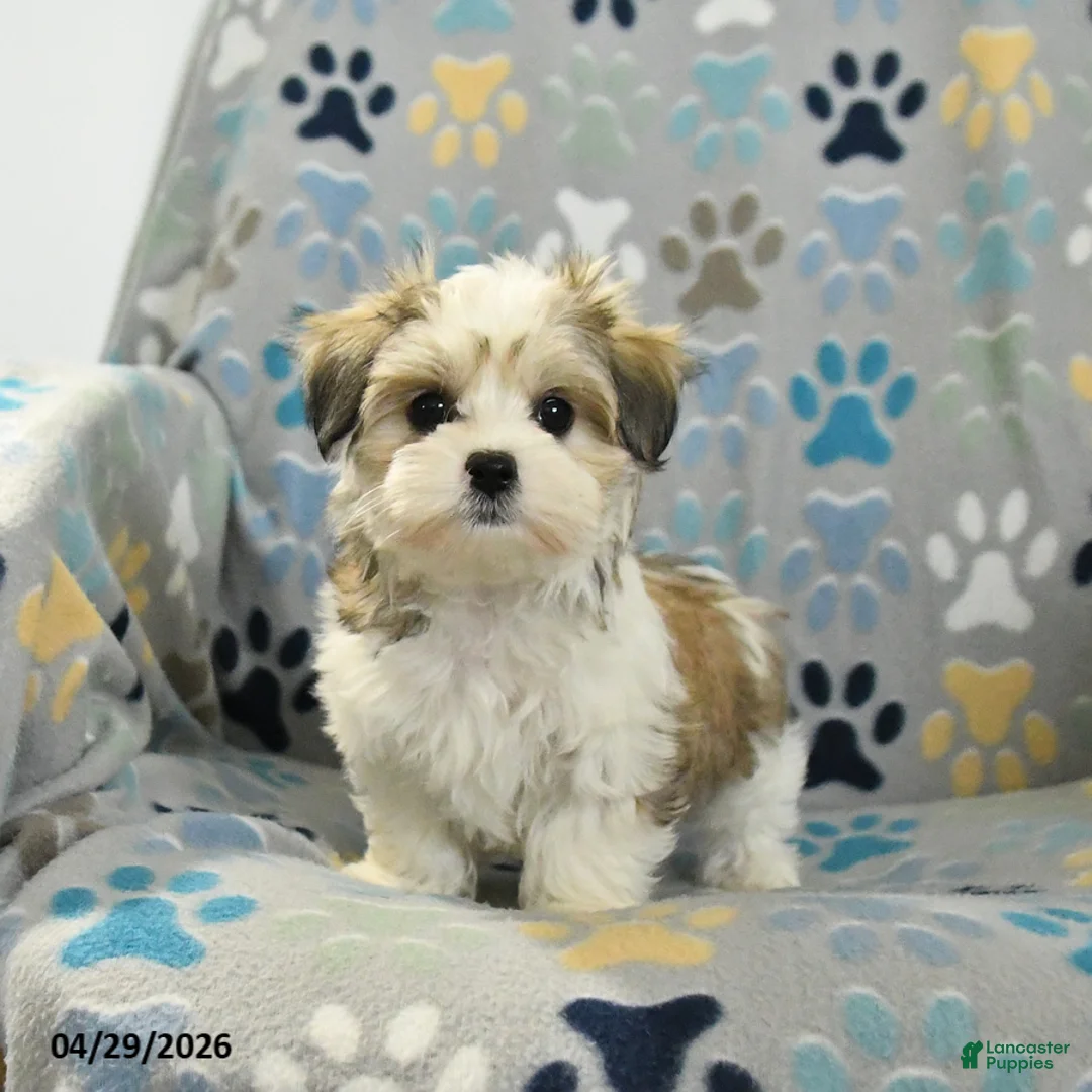 Mixed Breed dogs for sale: Olivia - Ad 1