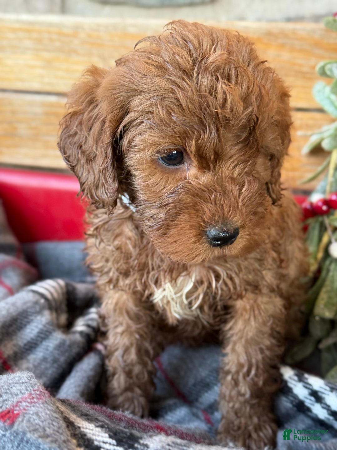 Mini Goldendoodle dogs for sale: Ilsa - Ad 13