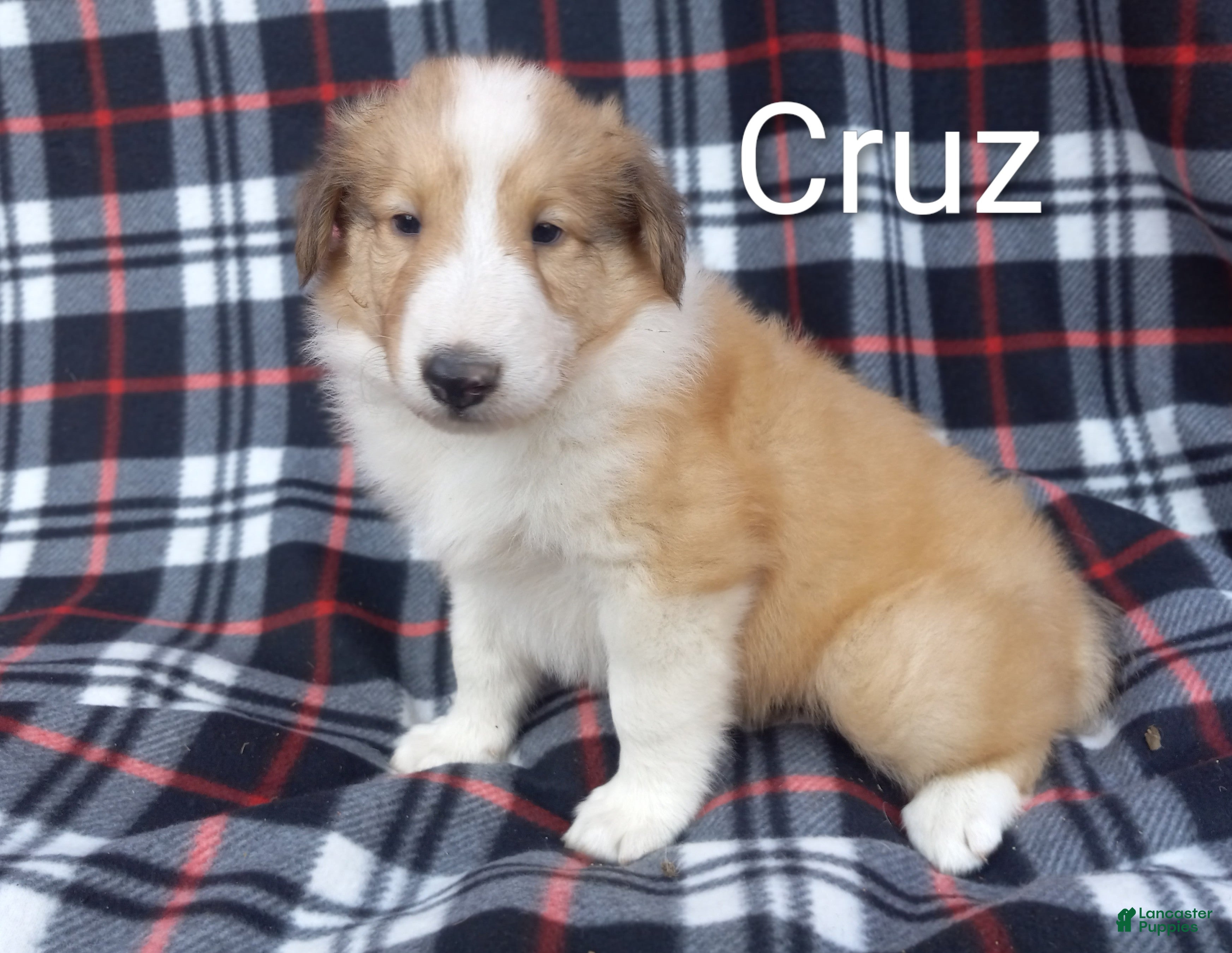 Collie dogs Cruz - Ad 1