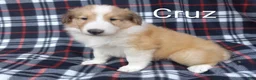 Collie dogs for sale: Cruz - Ad 1
