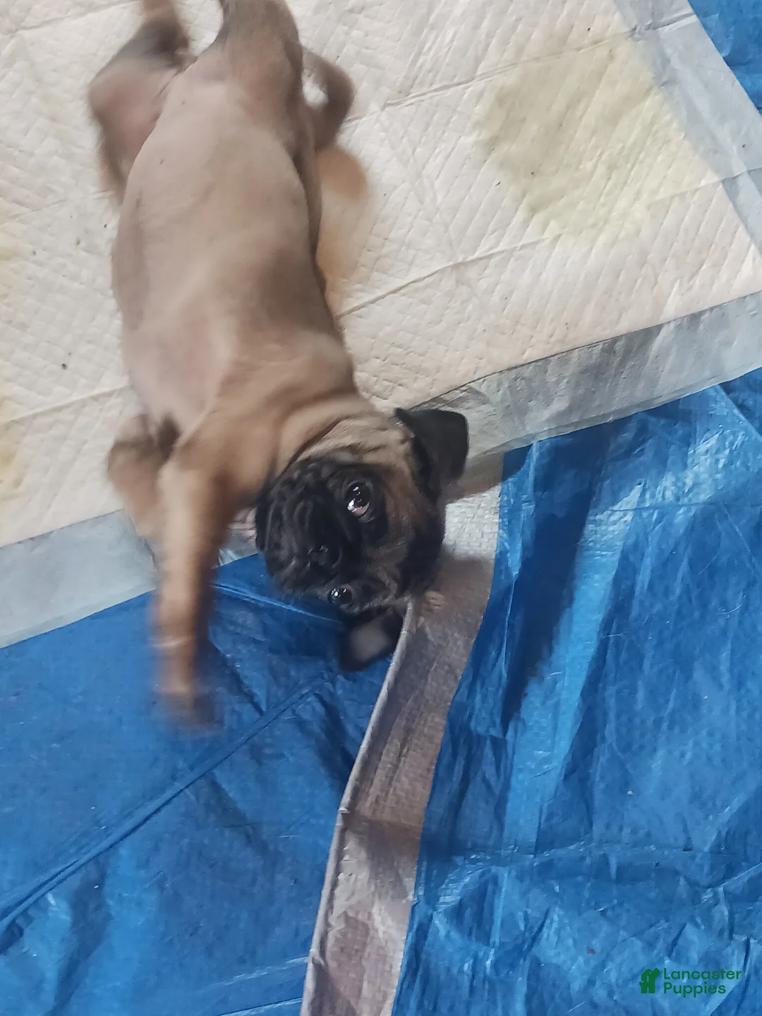 Pug dogs for sale: Pug Puppy 2 - Ad 2