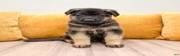 German Shepherd dogs for sale: Calvin - Ad 1