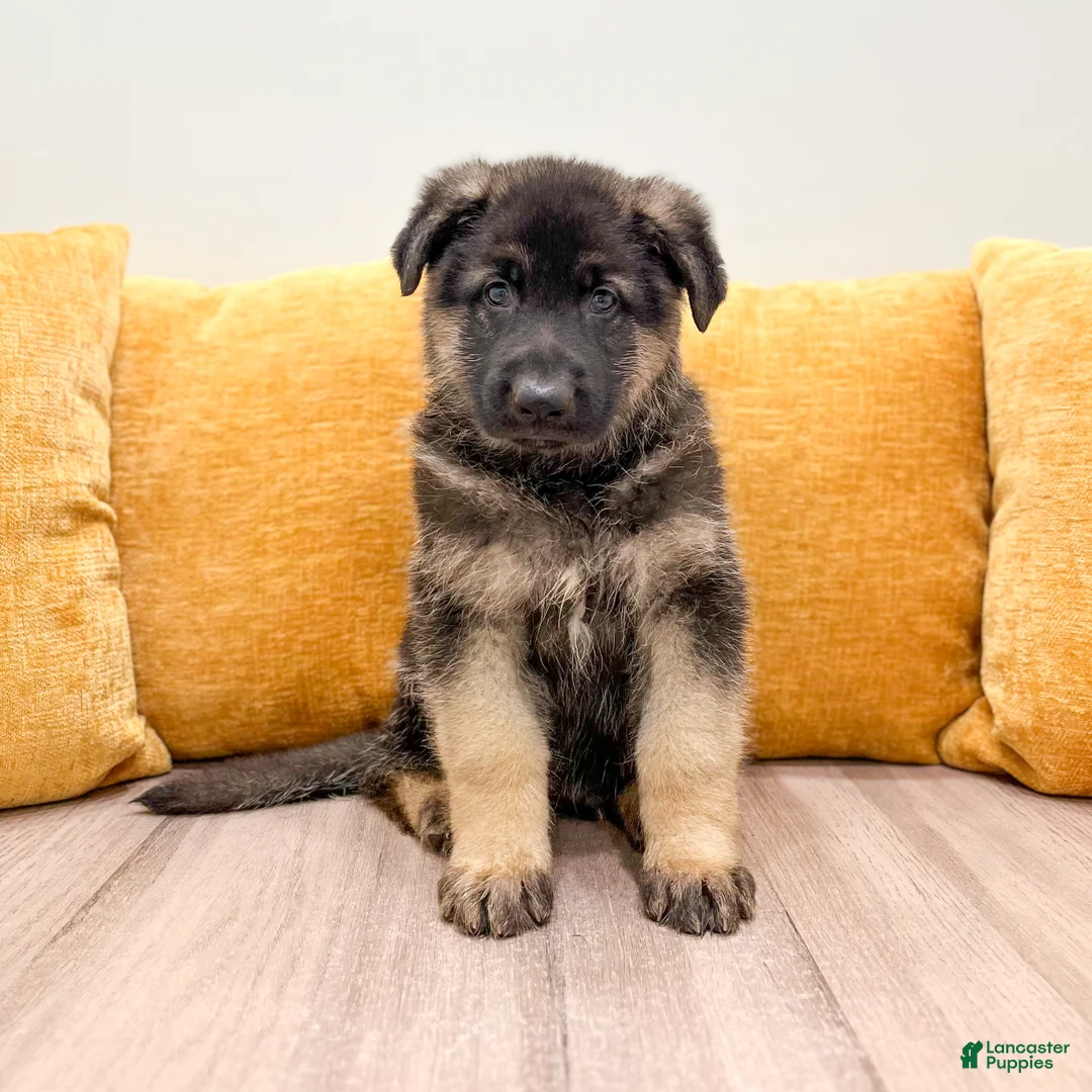 German Shepherd dogs for sale: Calvin - Ad 1
