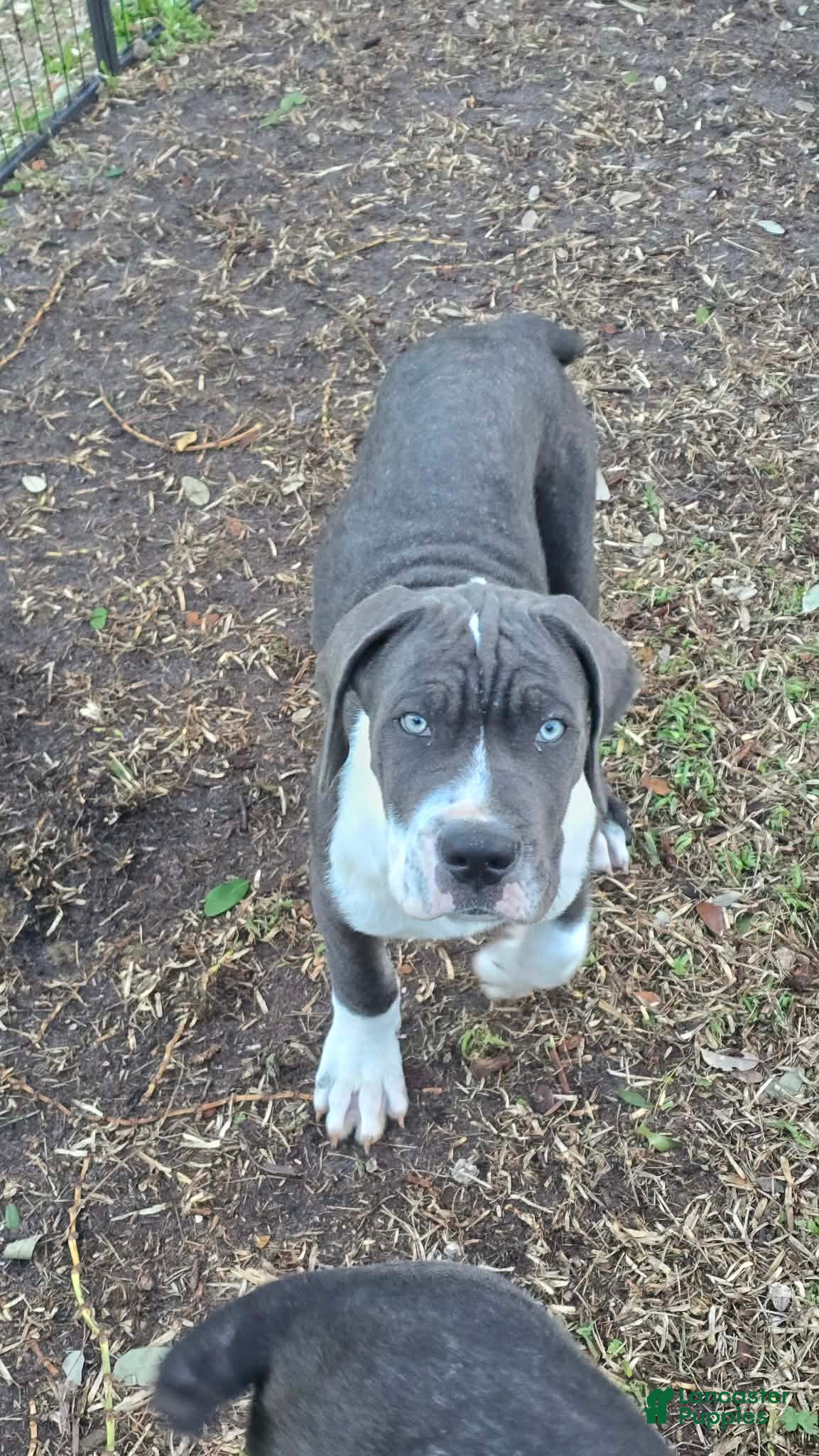 Cane Corso dogs Gunner - Ad 2
